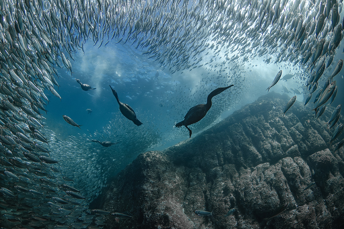 Brasileira vence competição da ONU de fotos da vida marinha